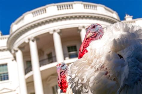 Pair of Minnesota-grown turkeys will be pardoned at White House in annual Thanksgiving tradition